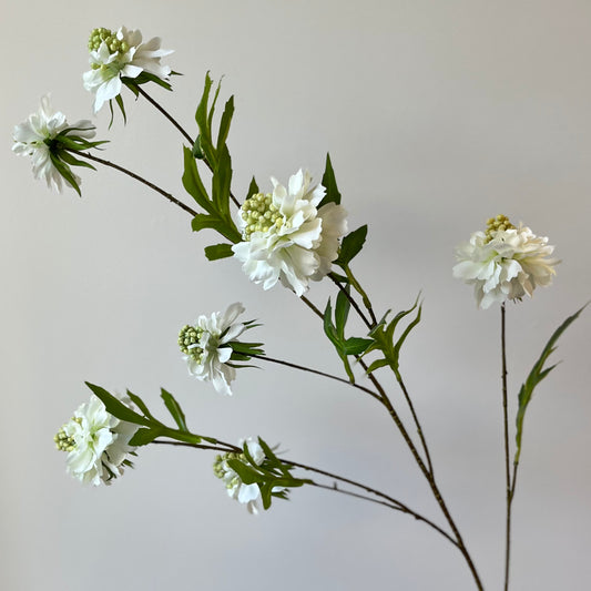 Scabiosa Spray (7-bloem) - Wit