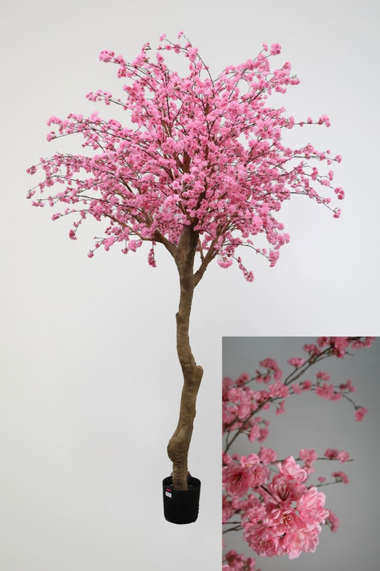 Kersenbloesem boom - Luxe (290cm)