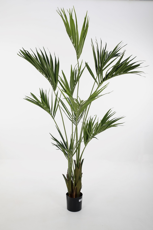 Kentia Palm (210cm)