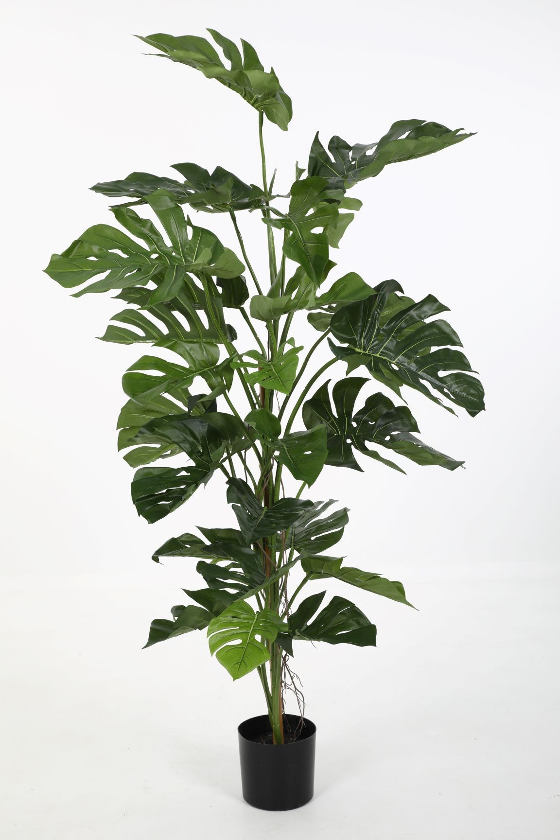 Split Philo Plant (200cm)