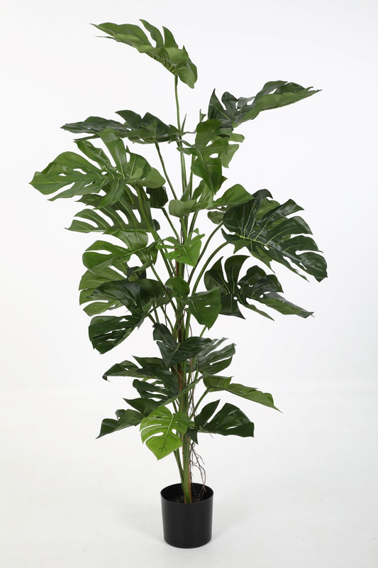 Split Philo Plant (200cm)