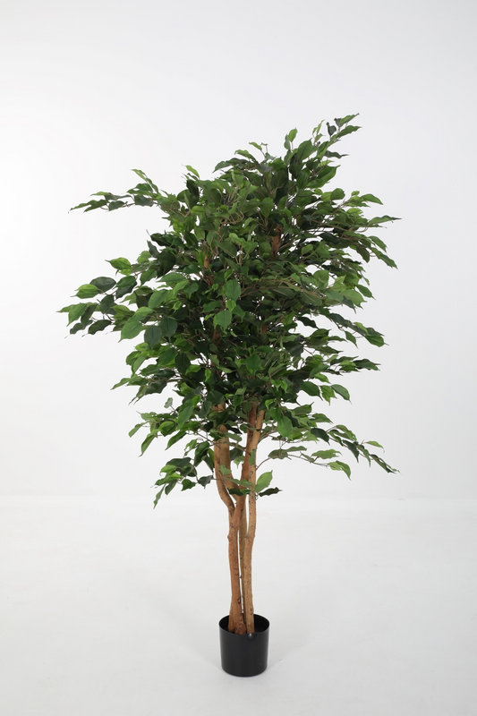 Ficus Exotica Tree (180cm)