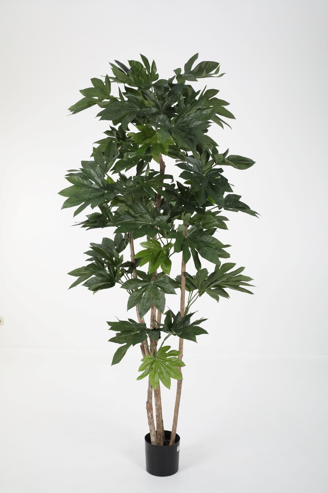 Fatsia Japonica Tree (210cm)