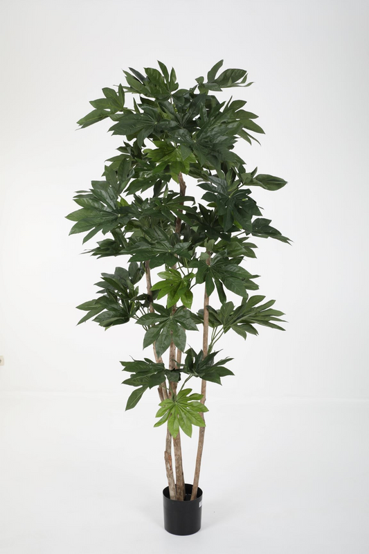 Fatsia Japonica Tree (210cm)