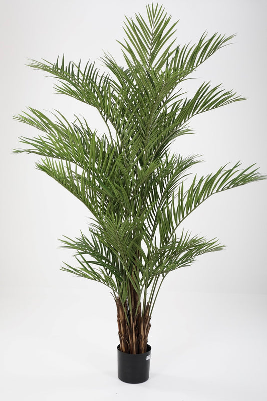 Areca Palm (230cm)