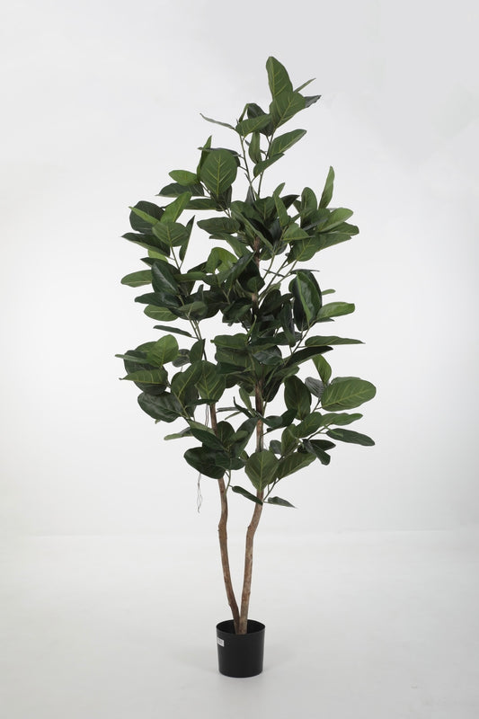 Ficus Audrey Tree (235cm)