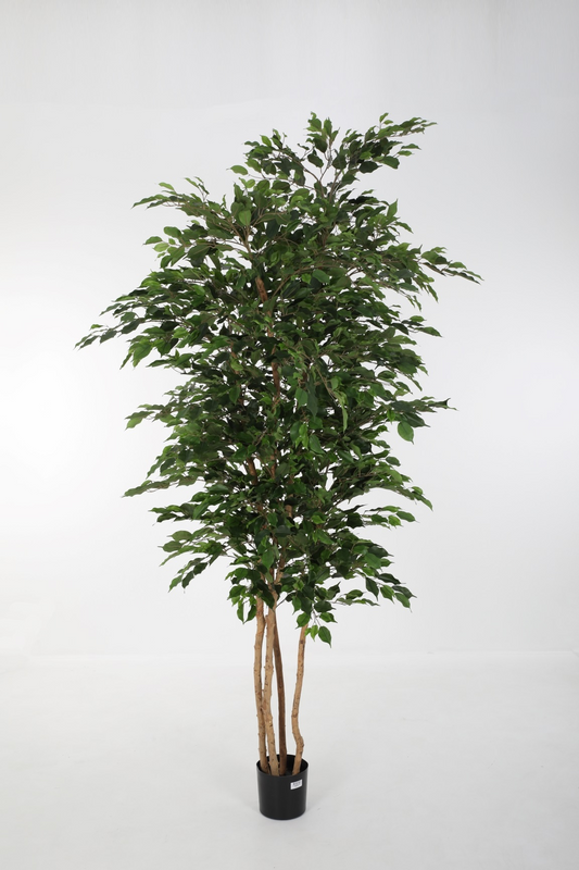 Ficus Exotica Tree (250cm)