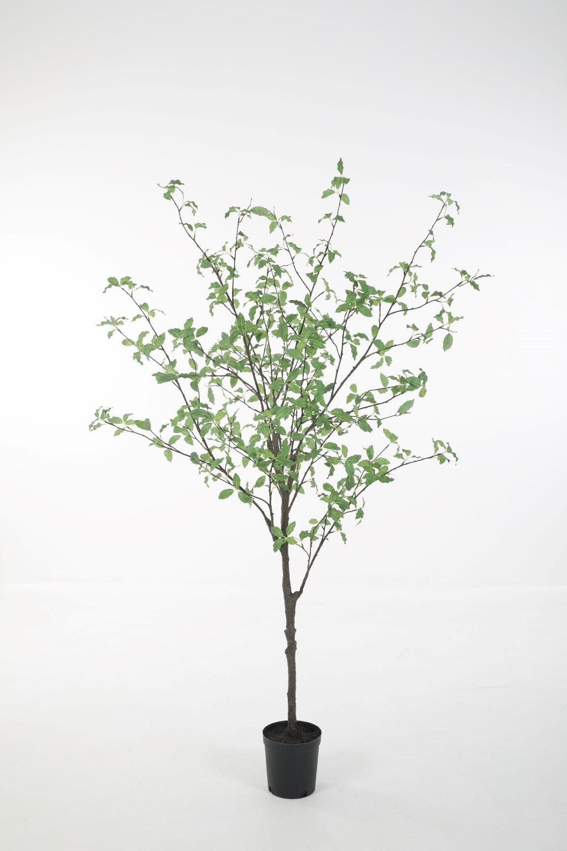 Pittosporum (165cm)