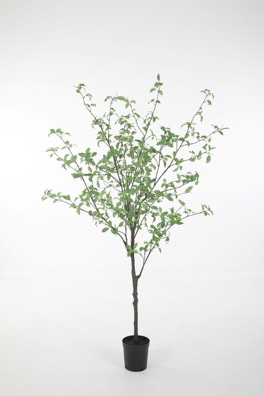 Pittosporum (165cm)
