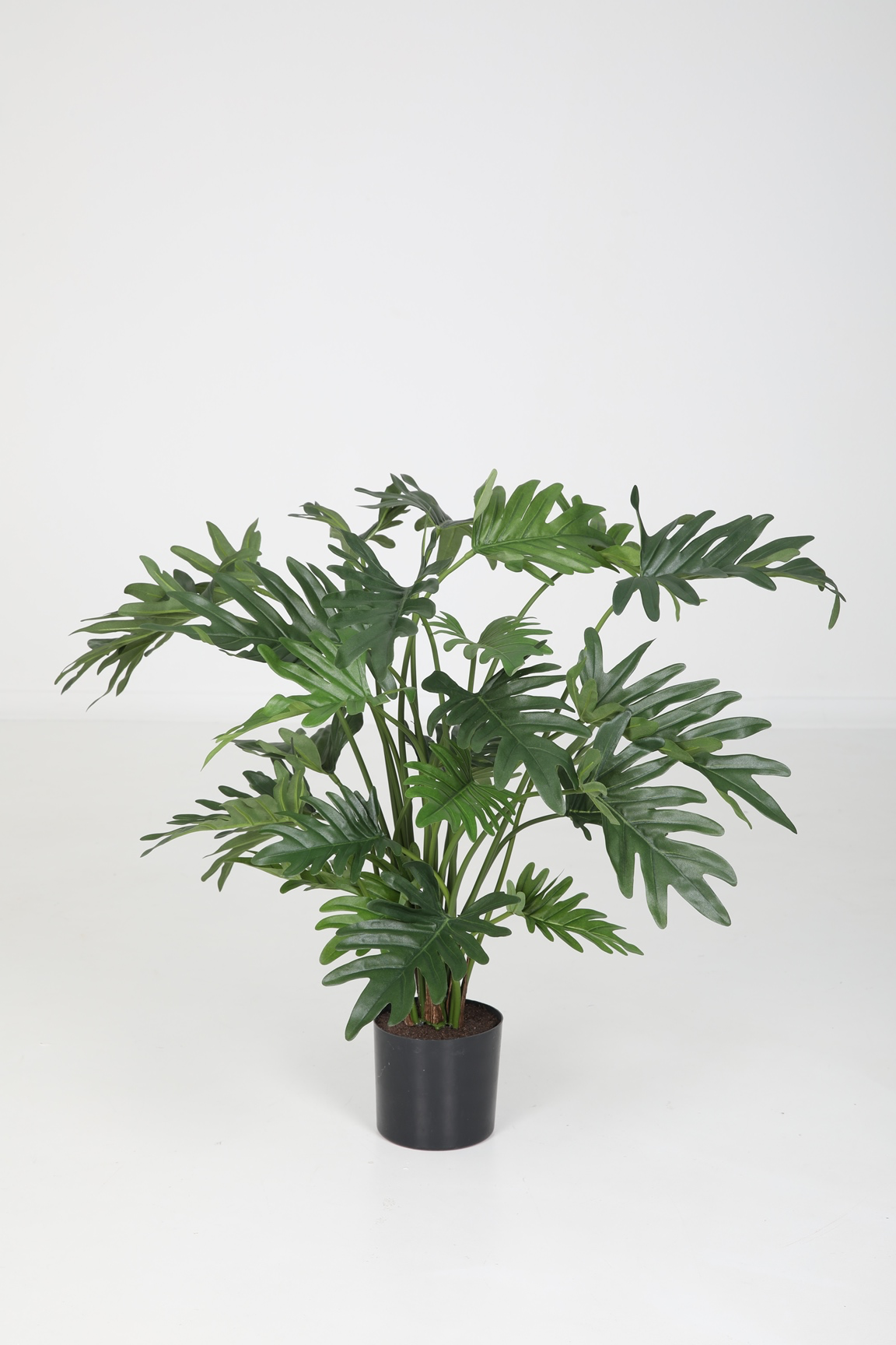Philodendrop Selloum (65cm)
