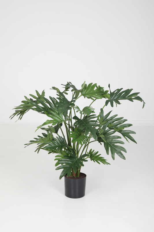 Philodendrop Selloum (65cm)