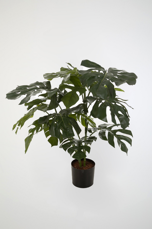 Split Philo Plant (85cm)