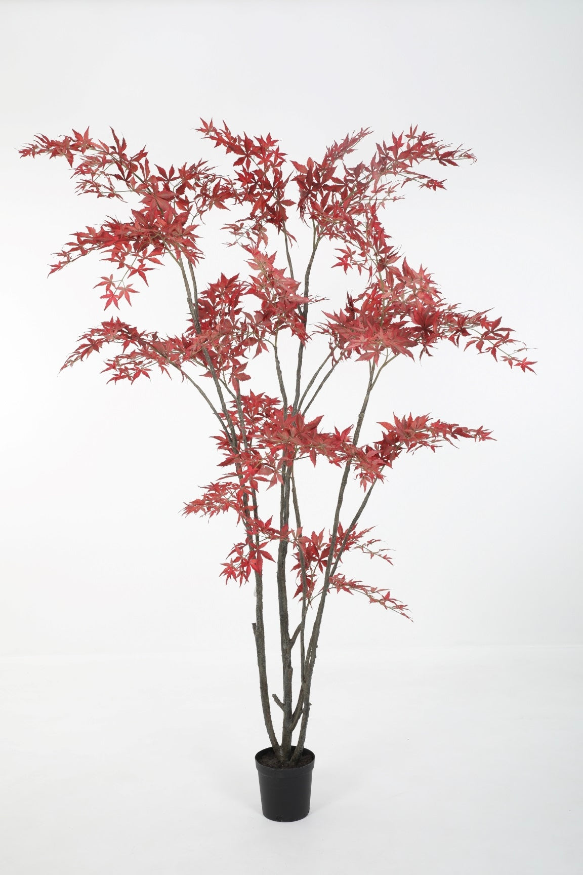 Acer Tree - Red (226cm)