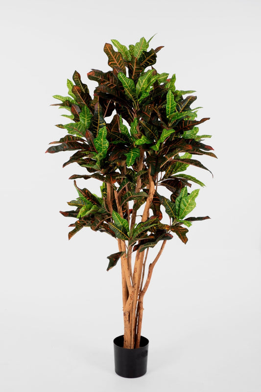 Croton Tree (150cm)
