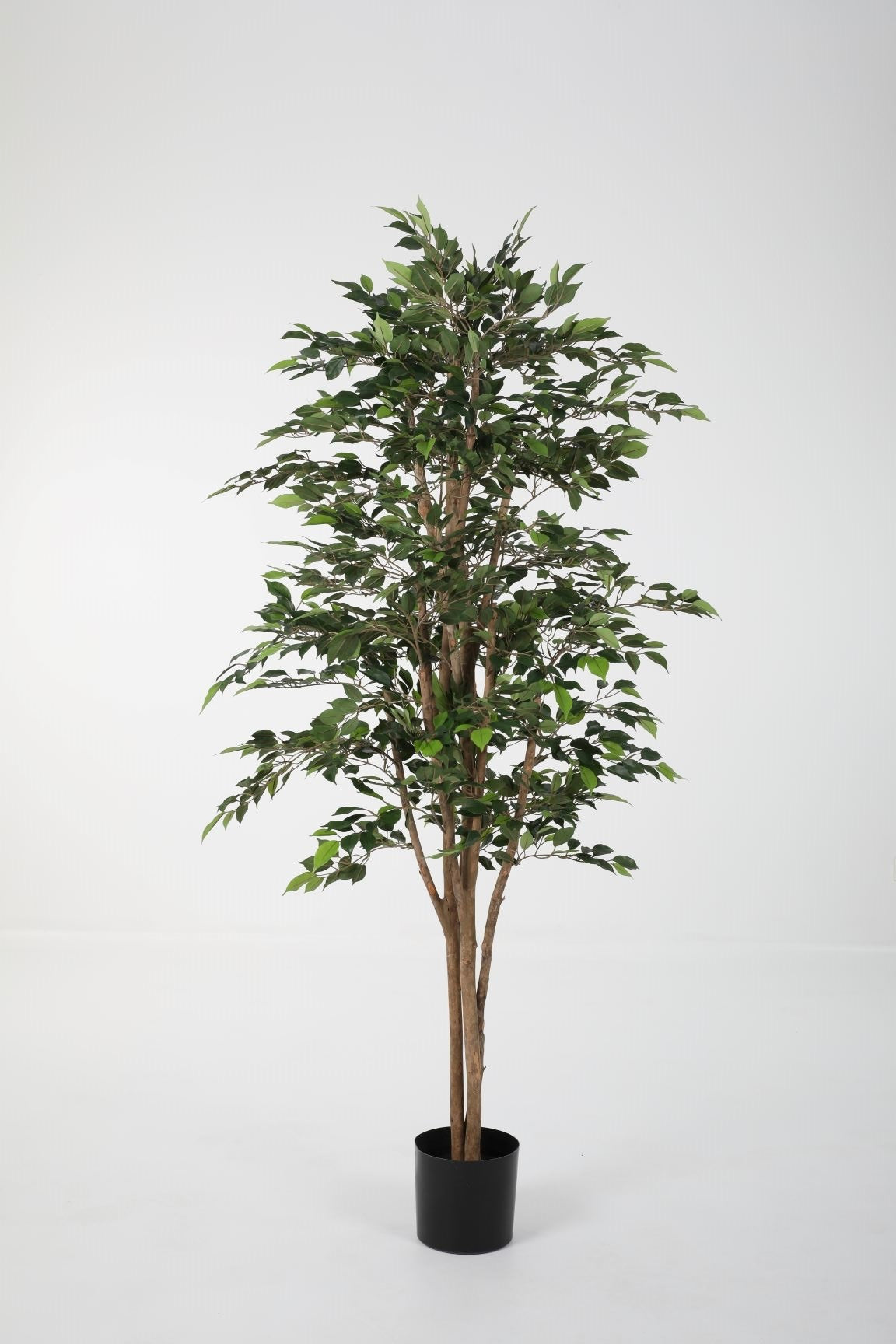 Ficus Natasja Nitida (198cm)