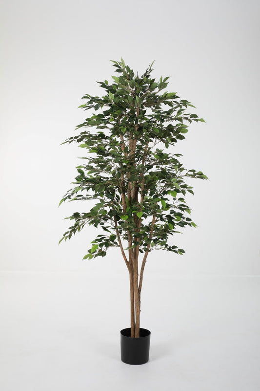 Ficus Natasja Nitida (198cm)