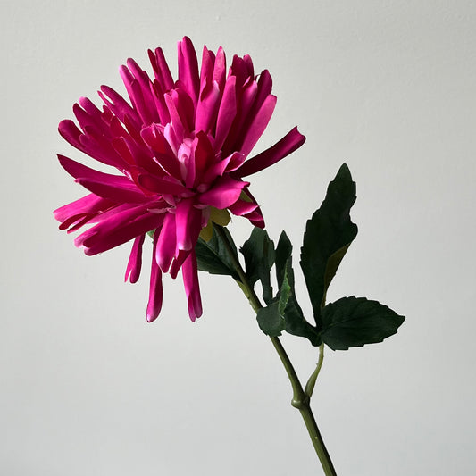 Dahlia Stekel - Fuchsia