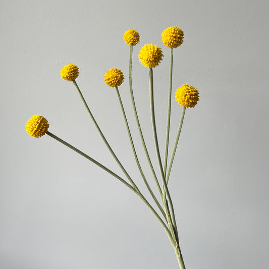 Craspedia Spray - Geel