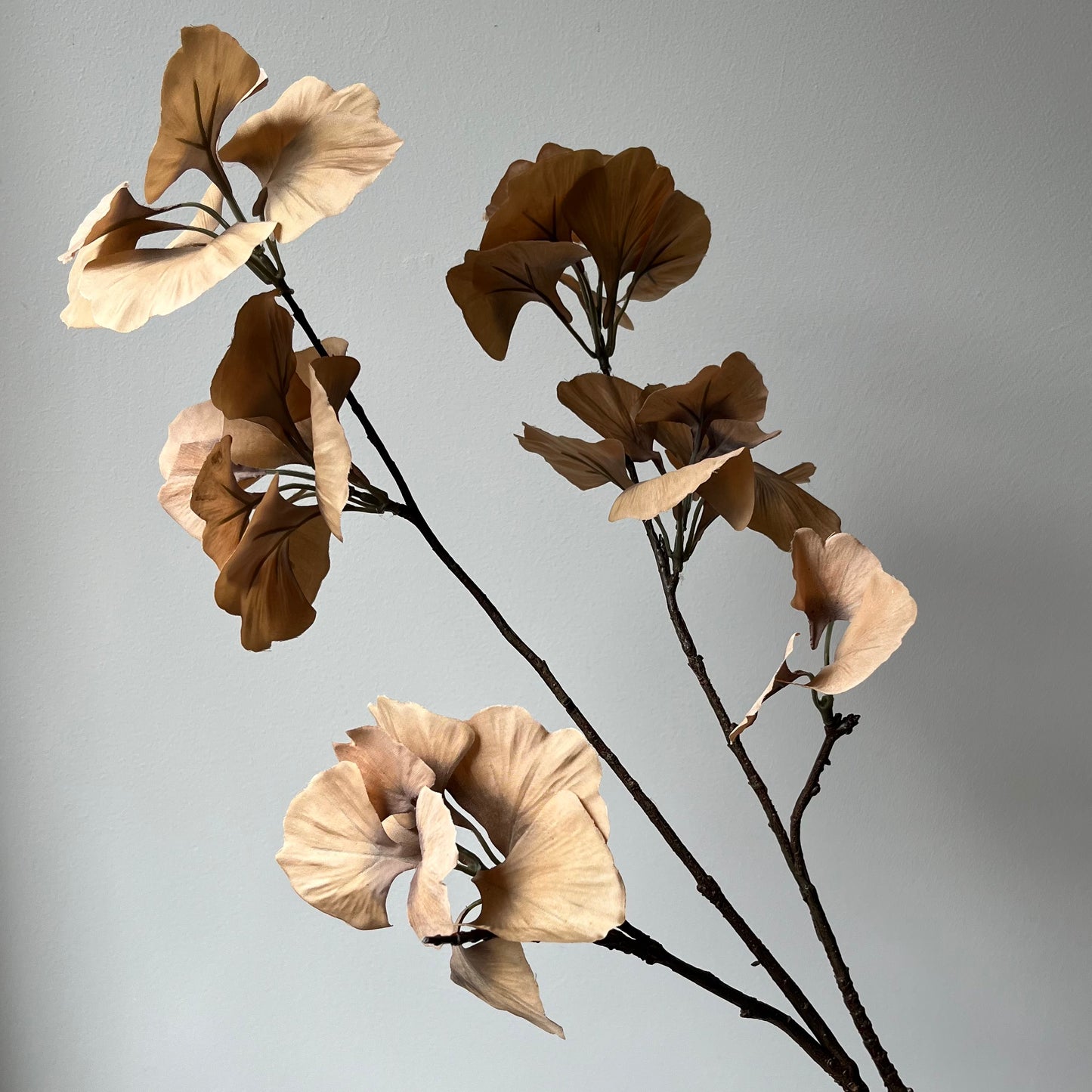 Ginkgo Leaf (Japanse notenboom) - Bruin/Beige