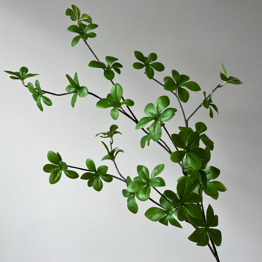 Ipomoea Cairica blad - Groen