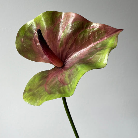 Anthurium (groot blad) - Groen/Roze