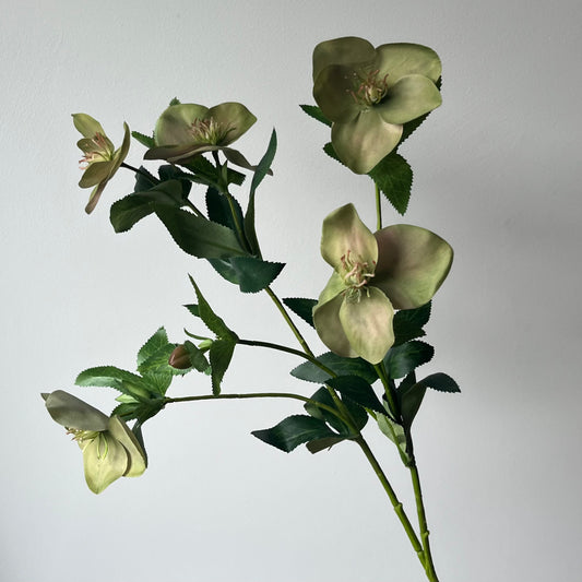 Helleborus (Kerstroos) - Groen