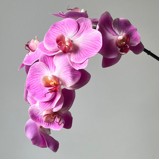 Phalaenopsis (Orchidee) - Roze/paars