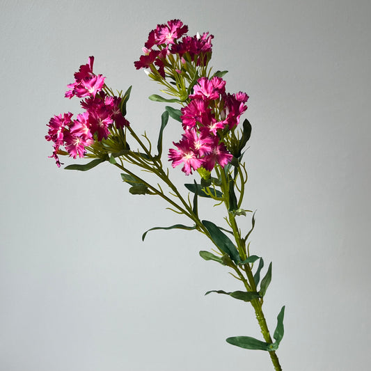 Dianthus Royal (Anjer) Spray - Fuchsia