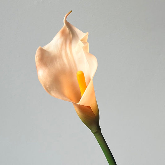 Calla Lily (Aronskelk) - Peach