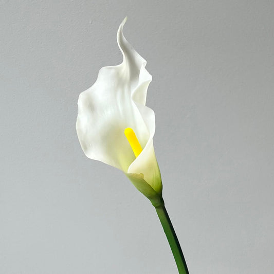 Calla Lily (Aronskelk) - Crème/Wit