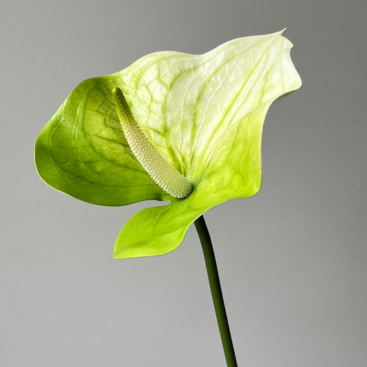 Anthurium (groot blad) - Groen/Crème