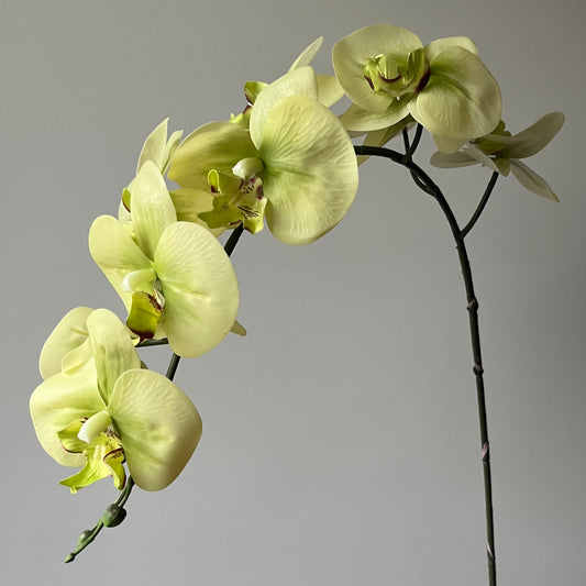 Phalaenopsis (Orchidee) - Groen
