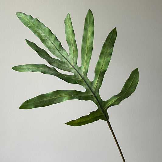 Phlebodium blad - Groen