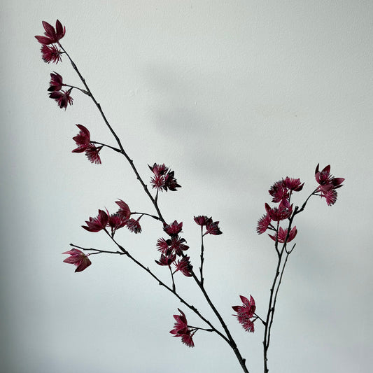 Astrantia Spray - Bordeaux