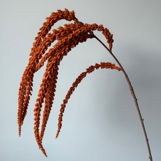 Amaranthus Spray Groot - Roestbruin