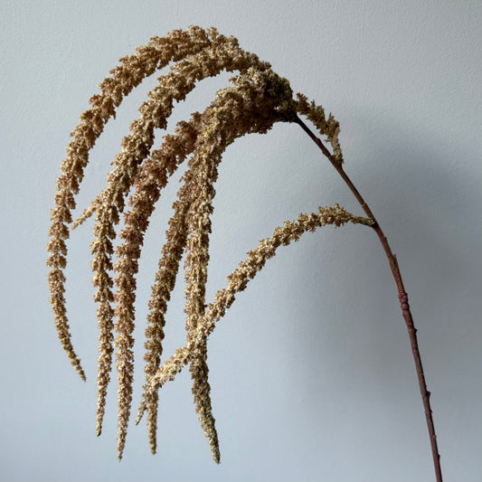 Amaranthus Spray Groot - Beige/bruin
