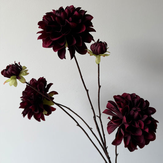 Dahlia Capitol Spray - Bordeaux