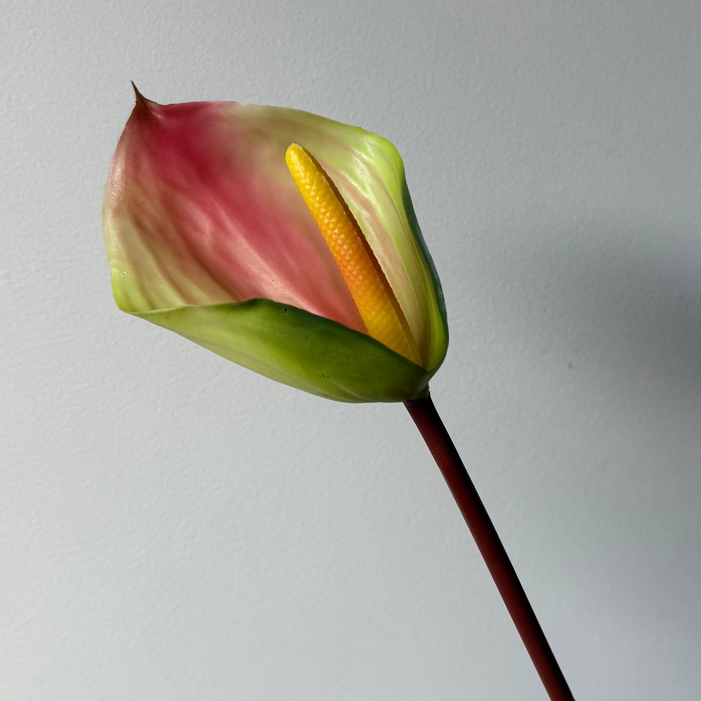 Anthurium - Groen/Roze