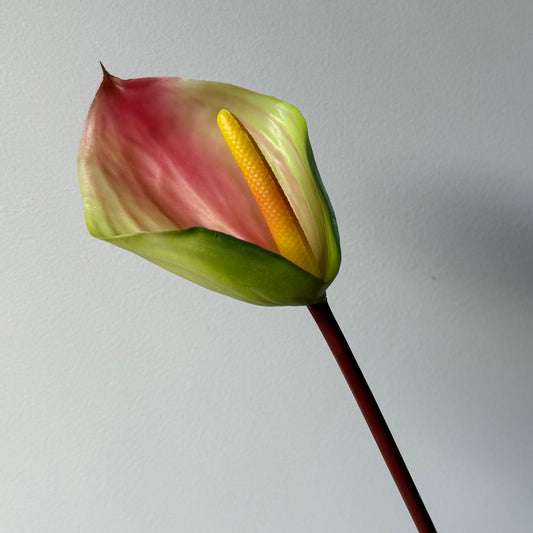 Anthurium - Groen/Roze