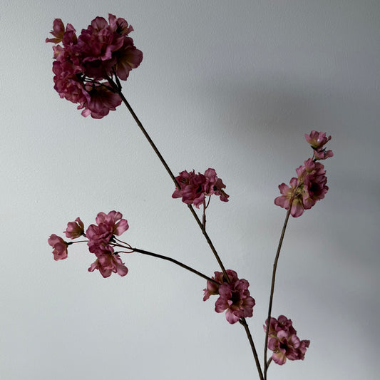 Bloesem Prunus - Bordeaux