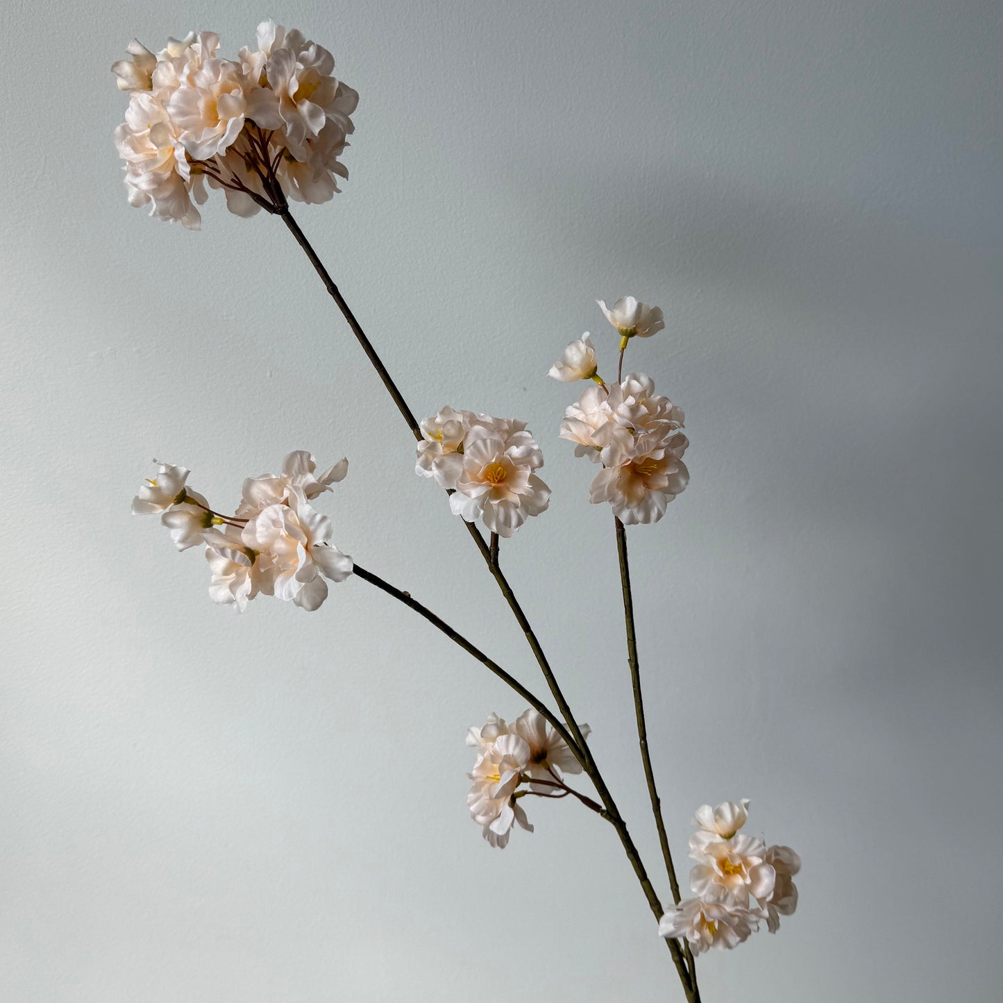 Bloesem Prunus - Beige
