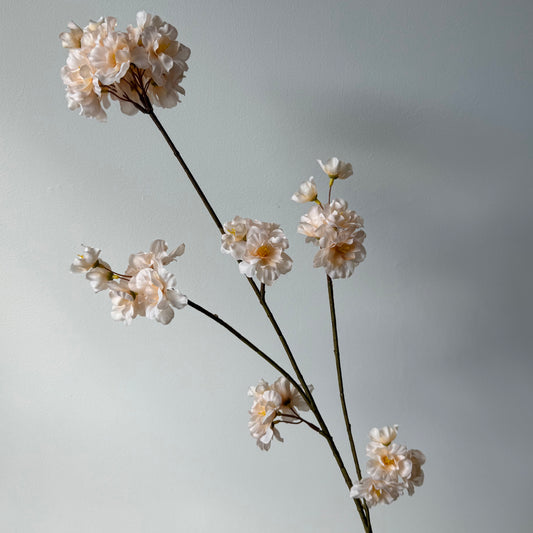Bloesem Prunus - Beige