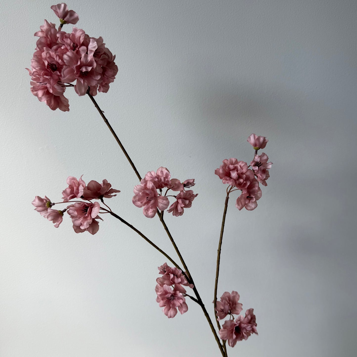 Bloesem Prunus - Oud Roze
