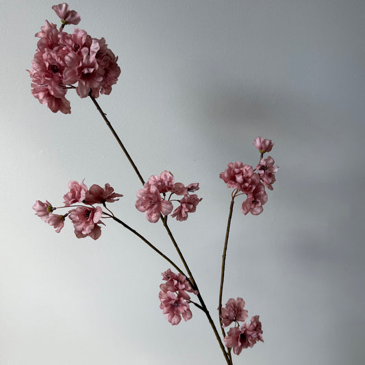 Bloesem Prunus - Oud Roze