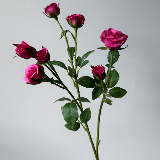 Roos Baby Spray - Fuchsia