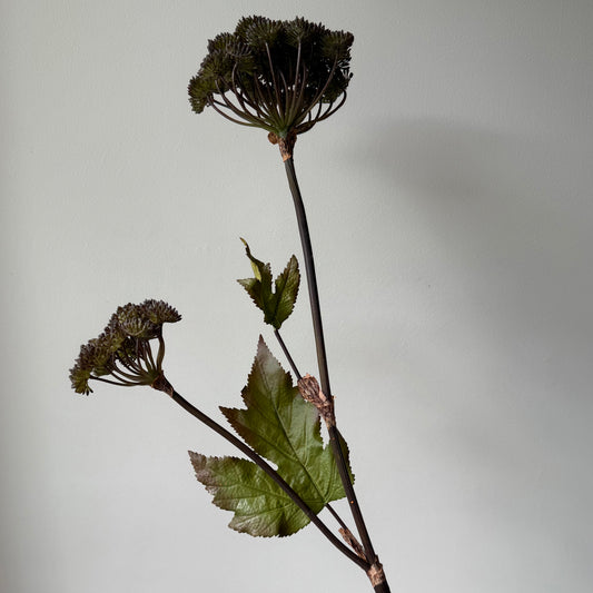 Angelina steel - Groen