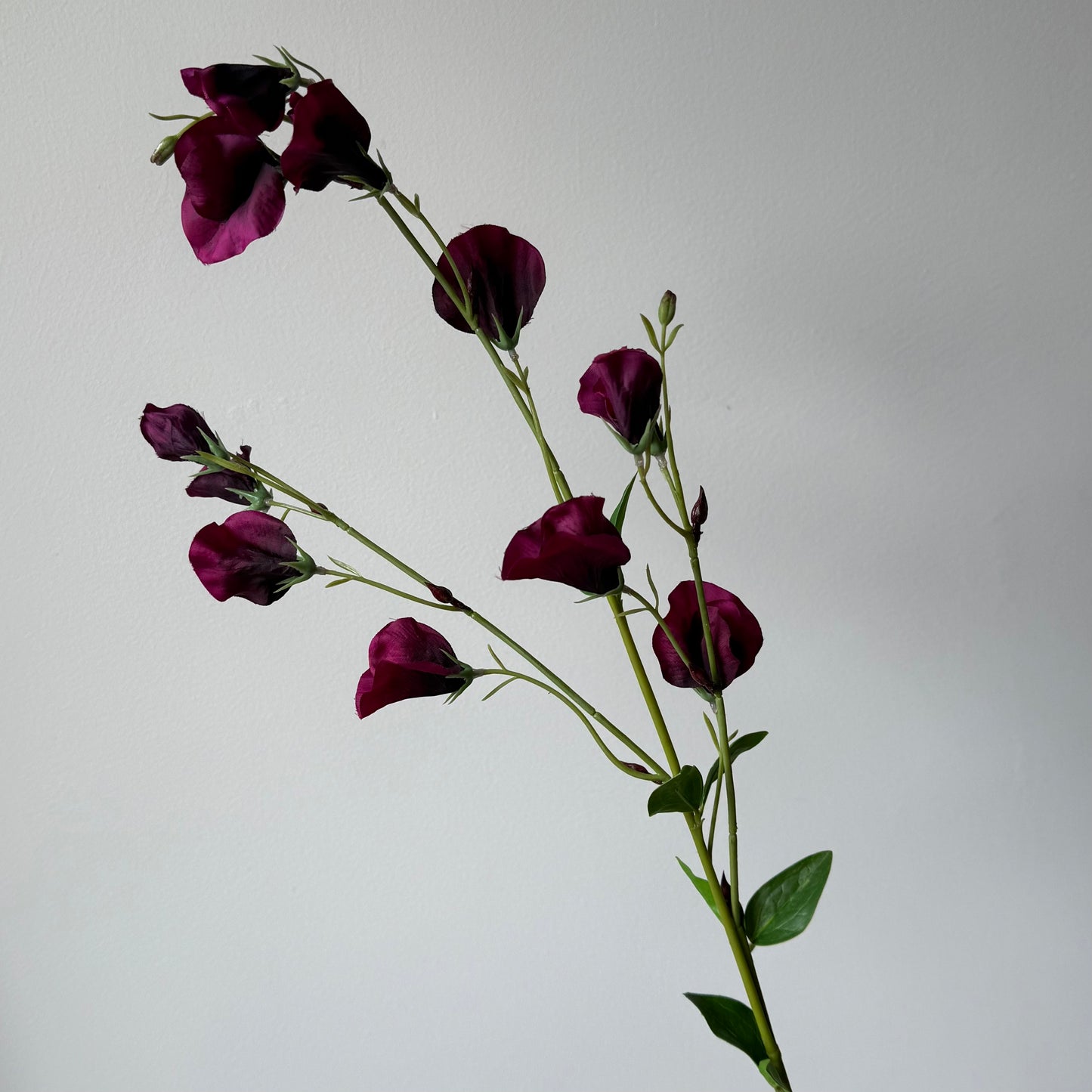 Lathyrus (Pronkerwt) Spray - Bordeaux