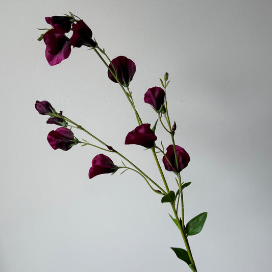 Lathyrus (Pronkerwt) Spray - Bordeaux