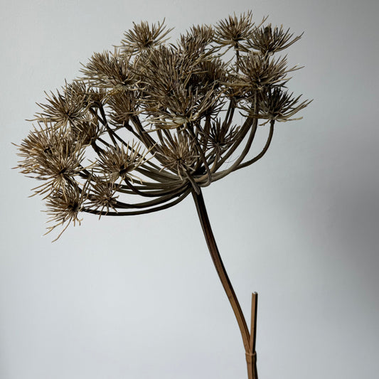 Heracleum (Berenklauw) - Bruin