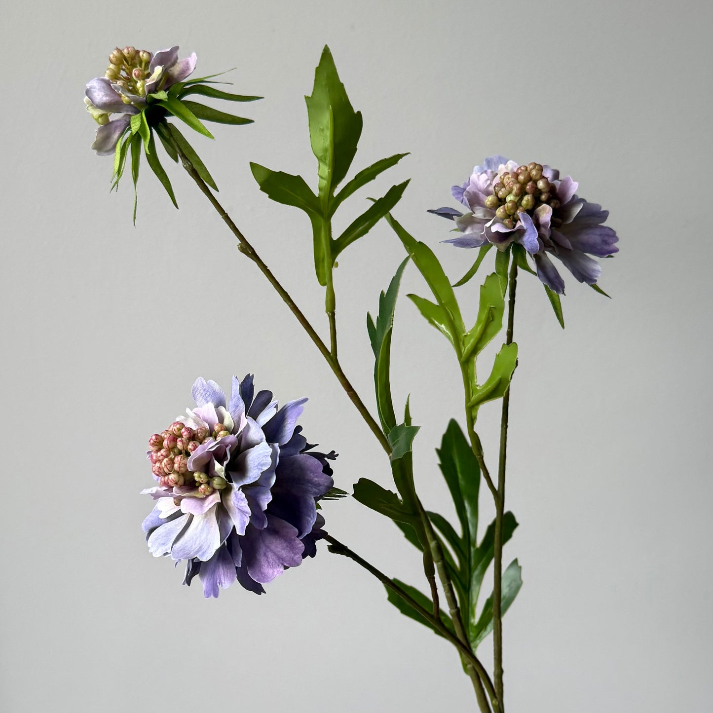 Scabiosa (3-bloem) - Paars